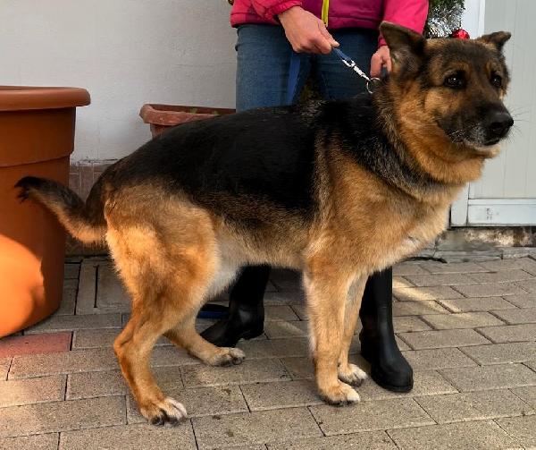 FEDE BELLISSIMA PASTORE TEDESCO Foto 8